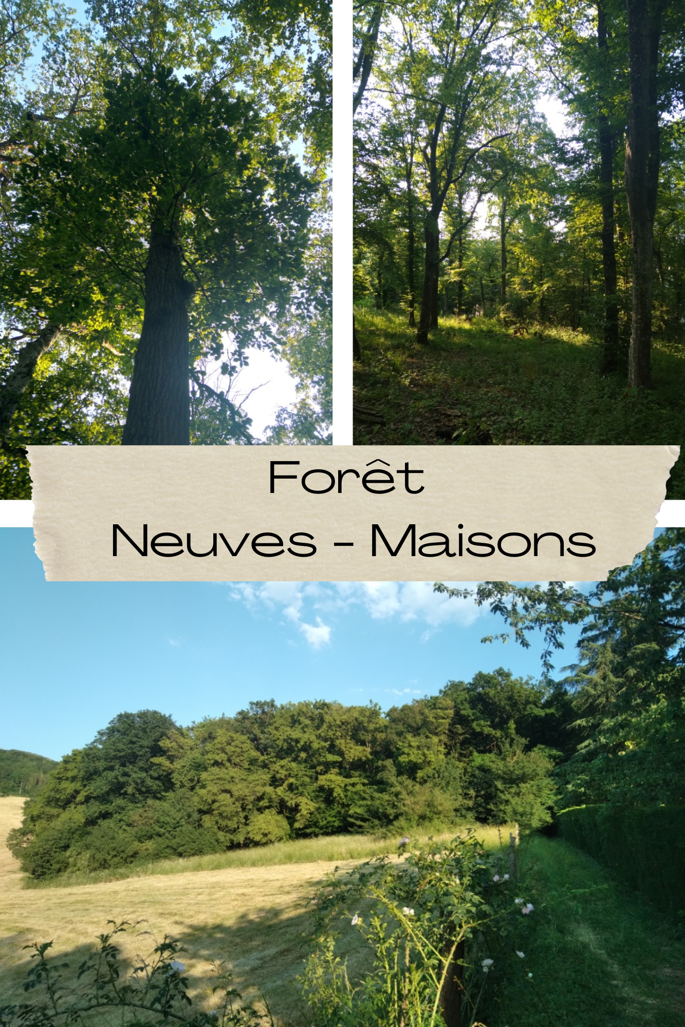 Forêt Maison - Neuve_20240303_113102_0000
