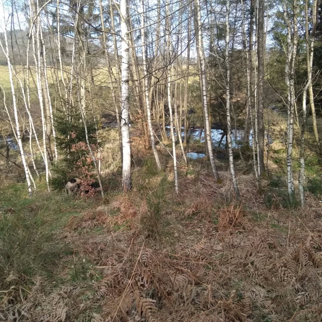 Plantation de la forêt Miyawaki "Les Marguerites" à Erckartswiller (67)
